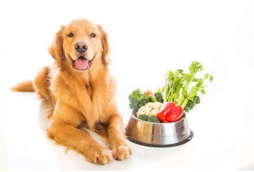 5 Natural Foods To Boost Your Dog's Health