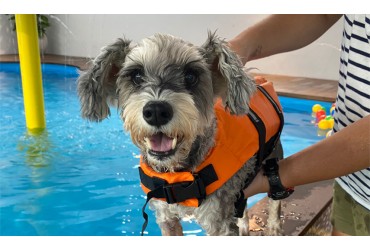 How To Introduce Your Dog To The Swimming Pool For The First Time      