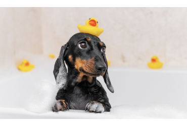 Furbulous Guide To Shampooing Your Puppy