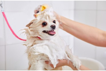 How Do I Train My Dog To Stay Still During Grooming?