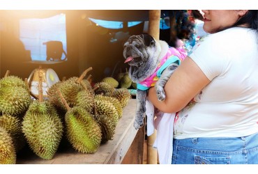 Can dogs eat durian?