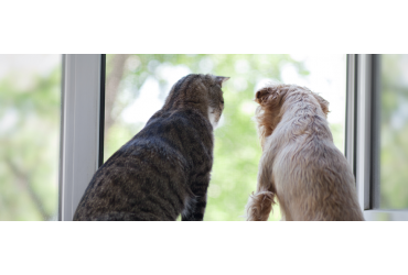 How To Help Your Pet With Separation Anxiety?