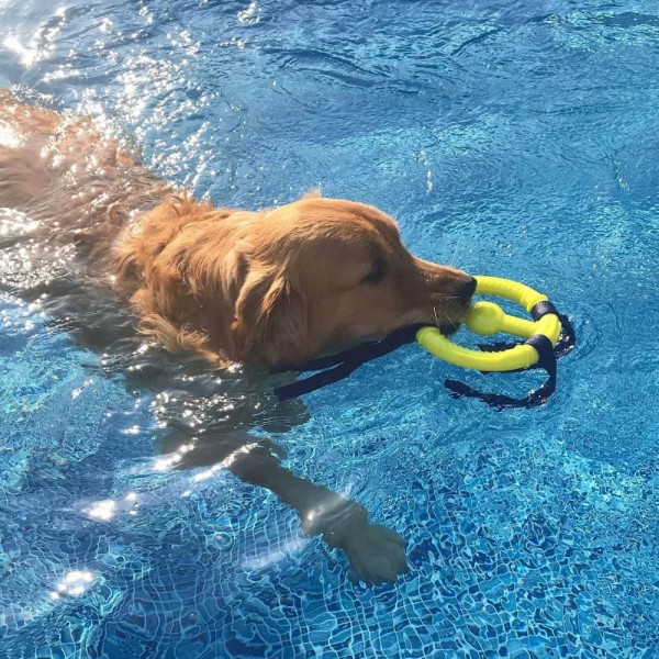 Nylabone Dog Toy Power Play Ring Thing Floatable