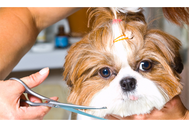 Everything You Need To Know About Pet Master's Grooming Services