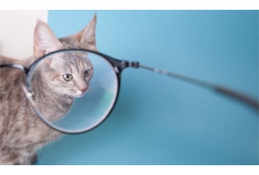Respect Your Cat: Avoid Judging It Through Dog-Coloured Glasses