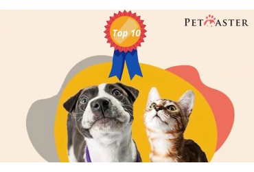  The 8 Top-notch Pet Master Brands Of 2021 