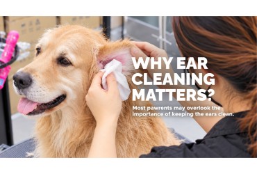 Why Ear Cleaning Matters?