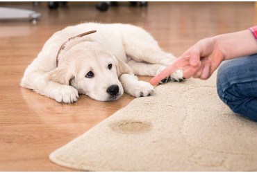 Effortless Potty Training: A Beginner's Guide for New Dog Owners
