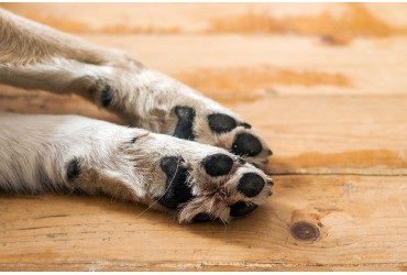 The Importance of Paw Care For Dogs