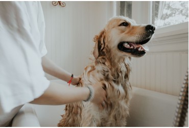Why Spa Treatment Is Important To A Dog