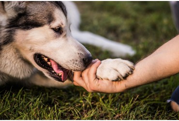 Keep Your Dog’s Paws Safe From The Heat!