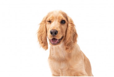 Introduction To Cocker Spaniel