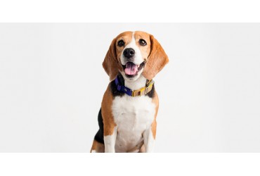 Could A Beagle Be The Perfect Companion For You?