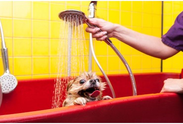 Do-It-Yourself Dog Grooming Risks: Four Reasons To Take Your Dog To A Professional Groomer