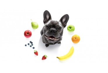 Fruits You Might Not Know Your Dog Can Consume