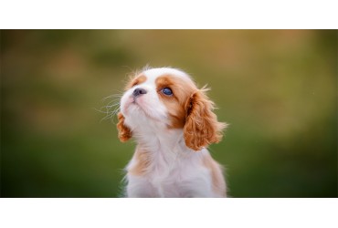 Here's What You Need To Know About The Cavalier King Charles Spaniel