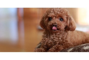 Introduction To Miniature Poodle