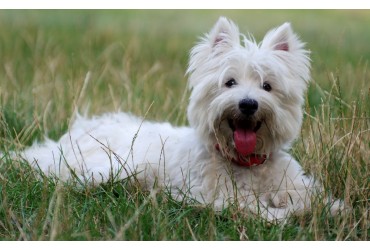 Introduction To West Highland Terrier AKA Westie