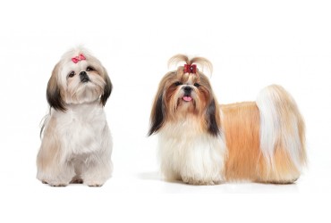 Lhasa Apso VS Shih Tzu - So How Exactly Are They Different?