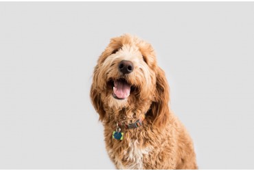 Reasons Why You Should Get A Goldendoodle
