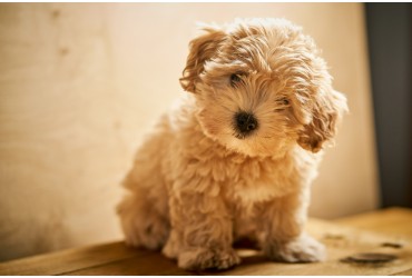 What You Need To Know About A Maltipoo