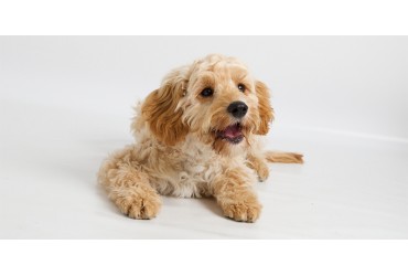 What You've Got To Know About The Cavapoo