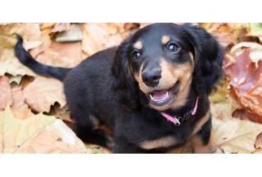 Why You Need A Dachshund In Your Life