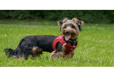 Introduction To Yorkshire Terrier AKA Yorkie