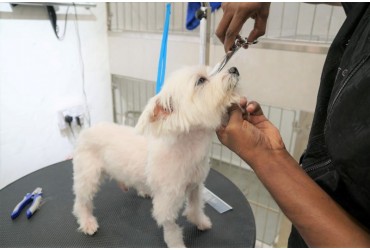 Up Your Dog’s Grooming Game With Pet Master 