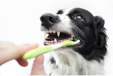 7 Signs of Dental Disease in Dogs