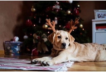 Helpful Christmas Safety Tips For Pawrents