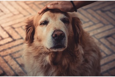 Caring For A Senior Dog