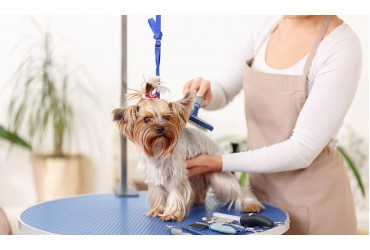 Why It’s Worth Having Your Dog Professionally Groomed