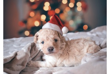 We Bet These Items Are Definitely On Your Pooch’s Christmas Wish List
