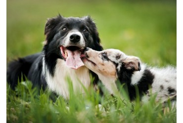 Integrating A Puppy with a Senior Dog