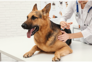 Why Are Vaccinations Important For Your Dogs?