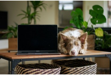 A Pawrent’s Productivity Guide For Working From Home With Dogs