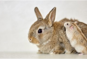 Rabbit or Hamster - Which Is A Good Pet For You? 