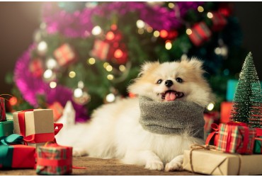 Give The Gift of Pet Grooming This Christmas