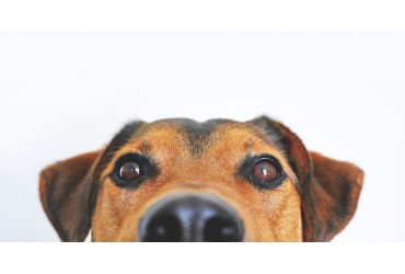How To Spot Food Allergies In Dogs?