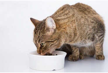 The Perfect Feline Diet - Naturea Grain-Free Cat & Kitten Dry Food