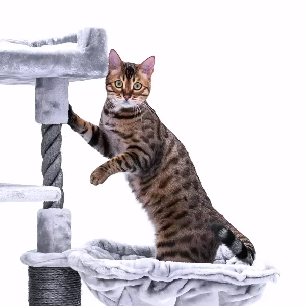 Petrebels Cat Lucky Bastards Parklane 131 Grey