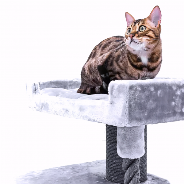 Petrebels Cat Lucky Bastards Parklane 131 Grey