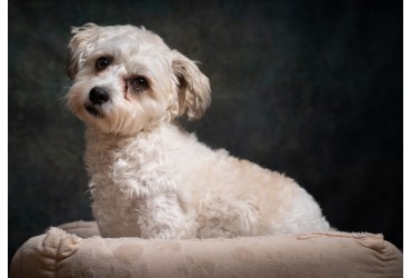 Top Popular Puppy Breeds For Sale In Singapore