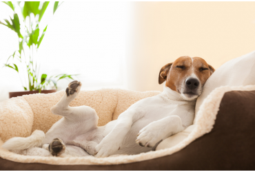 Does a dog's sleeping position reveal what they are feeling?
