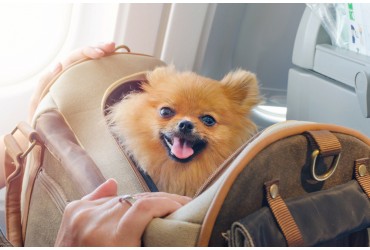 How To Pick The Best Carrier For Your Beloved Canine 