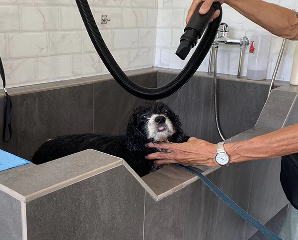 Photo of Self-served Dog Wash