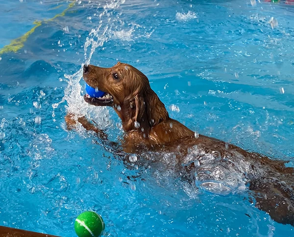 Photo of Dog Swimming in Singapore