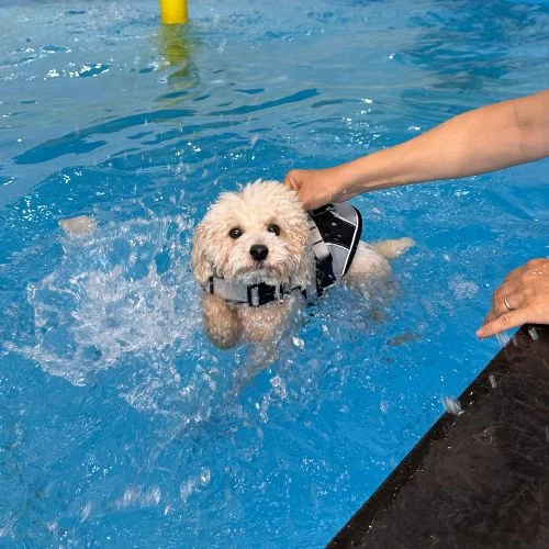 do dogs pee in swimming pools