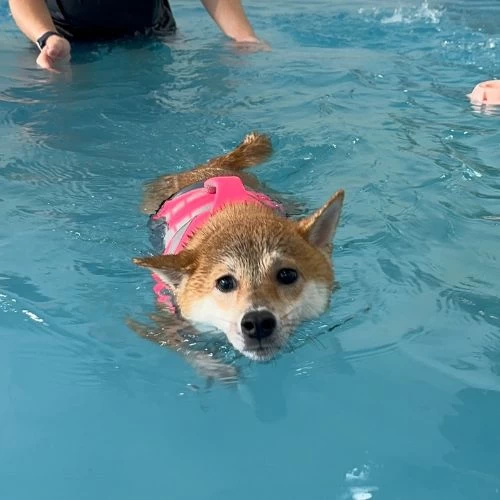 Paws 4 Splash: Pet-Friendly Dog Swimming Pool in Singapore | Pet Master ...